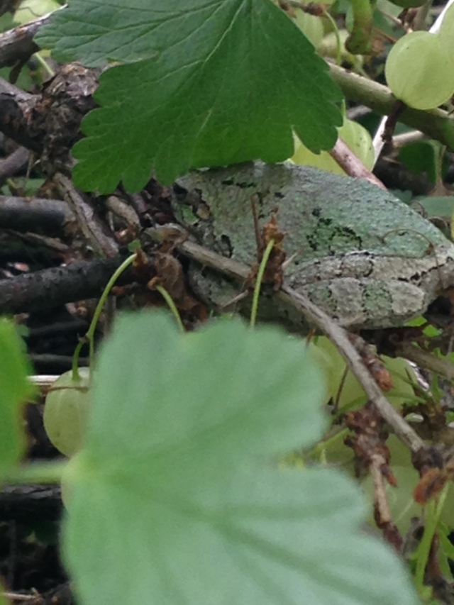 frog on gooseberry bush branch