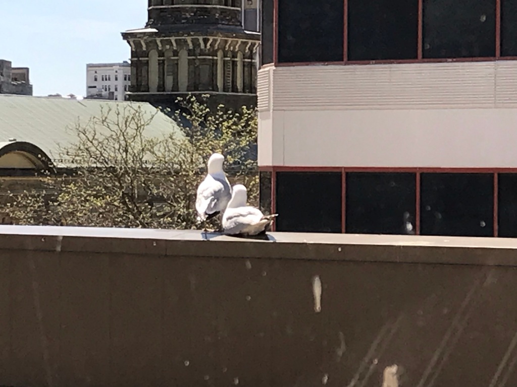 A pair of seagulls sit companionably on a third-floor roof ledge